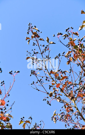 Common dogwood (Cornus sanguinea) Stock Photo