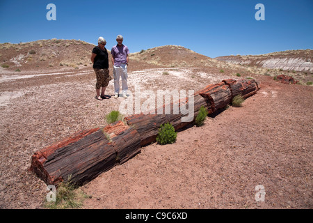 tourists looking at a fossilized tree trunk in Petrified Forest National Park in Arizona USA on a sunny summer day Stock Photo