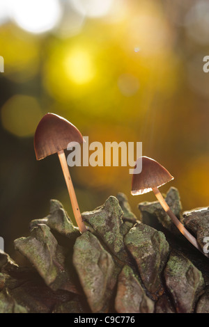 Mushroom growing on pine cone Stock Photo