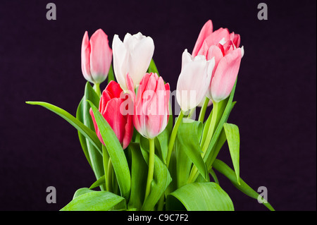 Tulips on purple background Stock Photo