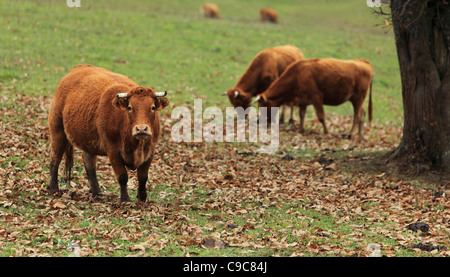 Portrait of a brown cattle in an autumn field. Stock Photo