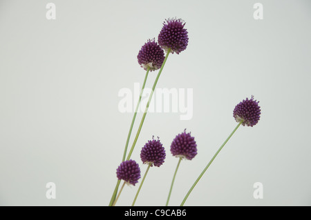 Group of flowerheads Stock Photo