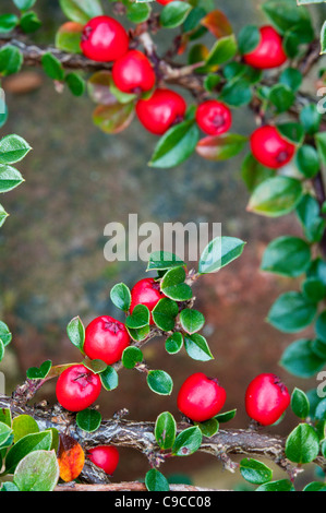Cotoneaster 'Coral Beauty' berries Stock Photo