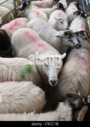 Sheep packed into a pen at the weekly Melton Mowbray cattle market, Leicestershire, England. Stock Photo