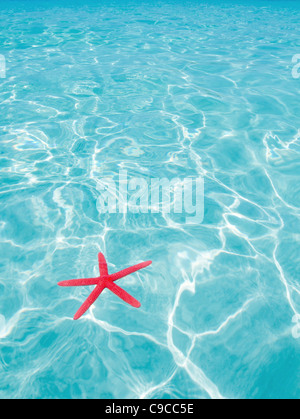 Red starfish floating on perfect tropical sea in ripple beach Stock Photo