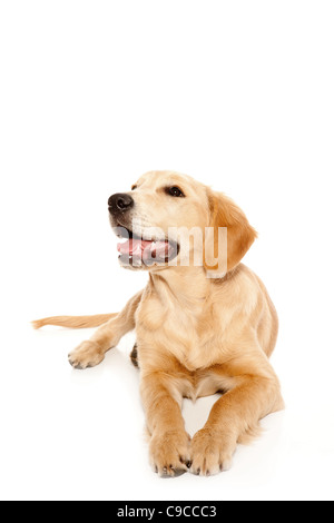 Golden retriever puppy purebred dog isolated on white Stock Photo