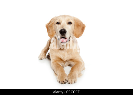 Golden retriever dog puppy isolated on white background Stock Photo