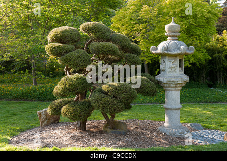 Stone Lantern, Dwarf tree, Japanese Tea Garden, San Francisco Stock Photo