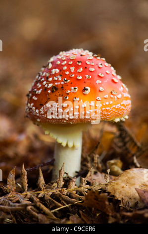 A single red with white spots Fly Agaric Fungi -  Amanita muscaria Stock Photo