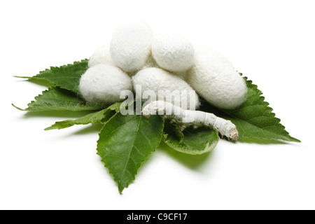 Silk Cocoons with Silk Worm on Green Mulberry Leaf Stock Photo