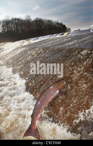 Wild Atlantic Salmon, Salmo salar leaping upstream at the Ettrick water cauld, Philiphaugh, Selkirk, Scotland, UK