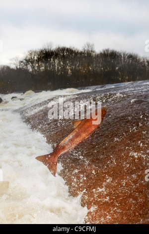 Wild Atlantic Salmon, Salmo salar leaping upstream at the Ettrick water cauld, Philiphaugh, Selkirk, Scotland, UK Stock Photo