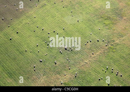An aerial view of sheep grazing in a farm pen, Hawes, Yorkshire, UK ...