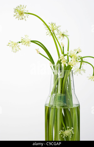 Garlic flowers, used as cooking ingredient Stock Photo