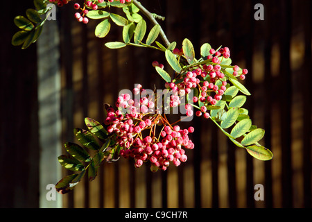 Berries of Sorbus hupehensis variety Pink Pagoda Stock Photo