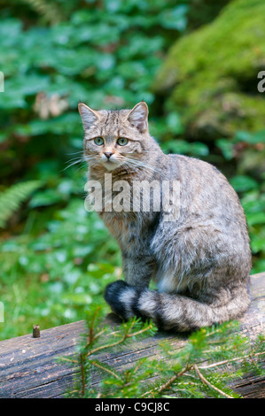 Europäische Wildkatze ,Felis silvestris, European Wildcat Stock Photo