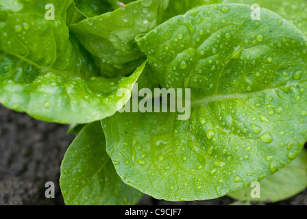 Little Gem lettuce Stock Photo