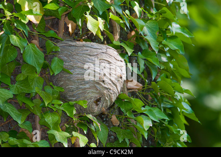 Nest der Waldwespe ,Dolichovespula sylvestris, Tree wasp Stock Photo