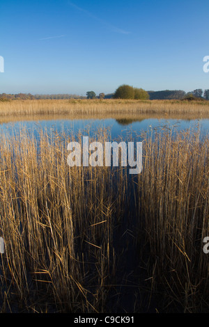 Looking through reeds across a lake with reflections in the water at Redgrave & Lopham Fen in Suffolk, England Stock Photo