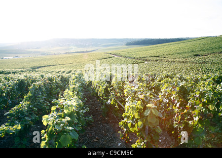 Grape vine, vineyards, Champagne, France Stock Photo
