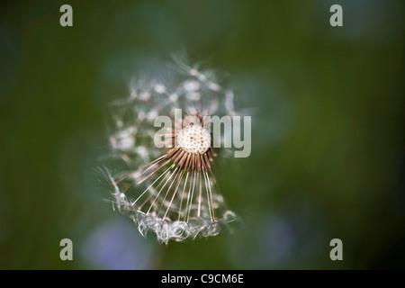 Common British garden weed: delicate, feathery white dandelion clock close up, viewed from above - partial head, some seeds blown away and missing Stock Photo