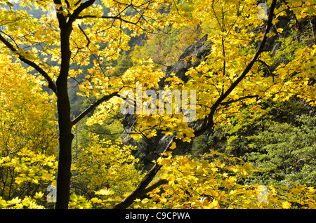 Norway maple (Acer platanoides) Stock Photo