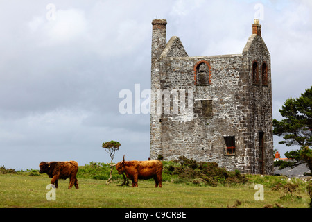 Engine House of the South Phoenix tin mine, (now the Minions Heritage Centre) and highland cows , Bodmin Moor, Cornwall, England Stock Photo