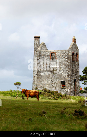 Engine House of the South Phoenix tin mine, (now the Minions Heritage Centre) and highland cow , Bodmin Moor, Cornwall, England Stock Photo