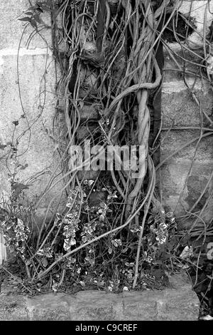 Tangled vines clinging to a wall Stock Photo - Alamy