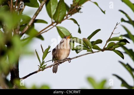 House Wren, Troglodytes aedon, singing in the early morning in the gardens of the Arenal Observatory Lodge in Costa Rica. Stock Photo