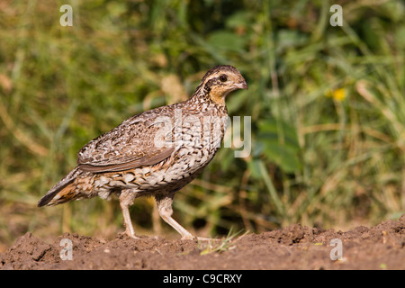 Female Northern Bobwhite, bobwhite quail (Colinus virginianus) which received its name from a distinct, whistled 'bobwhite' call, in South Texas. Stock Photo