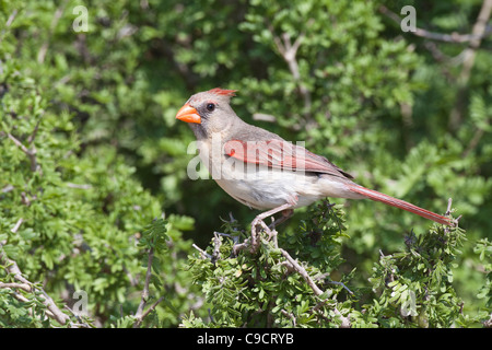 Female Northern Cardinal, Cardinalis cardinalis, looking for water and relief from summer heat, on a ranch in South Texas.