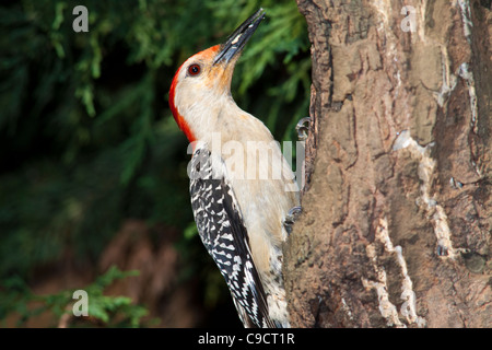Red-bellied Woodpecker, Melanerpes carolinus, at backyard wildlife habitat in McLeansville, North Carolina.