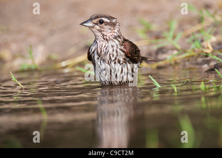Red-winged Blackbird, Agelaius phoeniceus, taking a bath for relief from summer heat, in a pond on a ranch in South Texas. Stock Photo