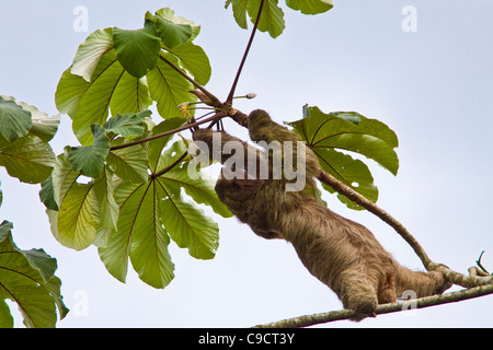 Three-toed Brown-throated Sloth (genus Bradypus) in Cecropia Tree in Costa Rica. Stock Photo