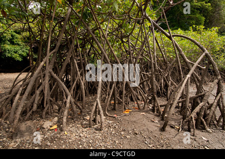 Mangrove roots Stock Photo