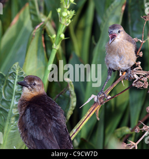 Boat-tailed grackle with chick Stock Photo