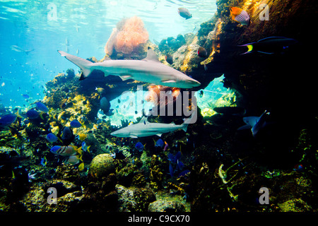 Sharks and other smaller fish swimming near reef in Queensland Australia Stock Photo