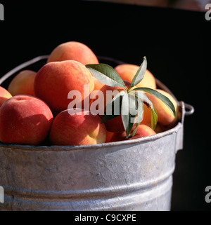 Peaches in bucket, Georgia. Stock Photo