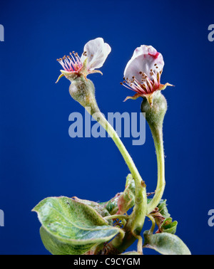 Pear (Pyrus sp.) early fruit development petals drop; stamen and pistil spent, ovary swollen. Stock Photo