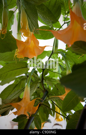 Brugmansia X Candida 'Grand Marnier'a Kew Gardens in London Stock Photo