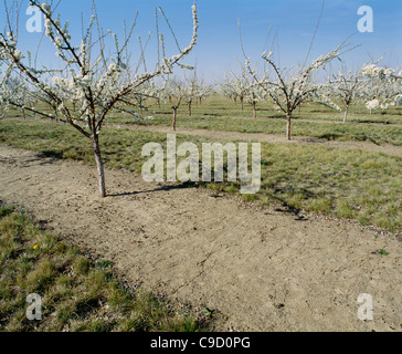 plum trees with perfect herbicide protection down the rows. Stock Photo