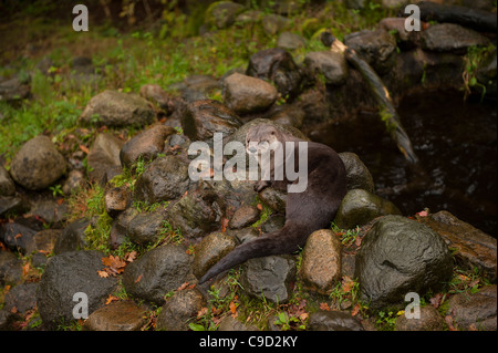 North American River Otters also known as Canadian River Otters at the Scottish Sea Life Centre, Oban,Argyll, Scotland. Stock Photo