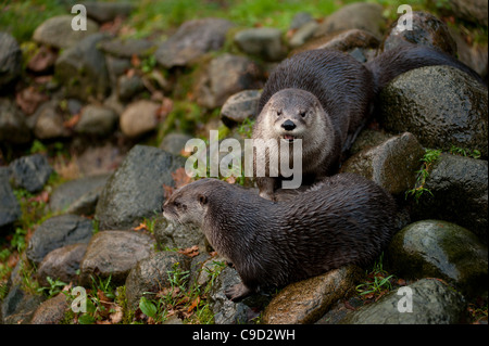 North American River Otters also known as Canadian River Otters at the Scottish Sea Life Centre, Oban,Argyll, Scotland. Stock Photo