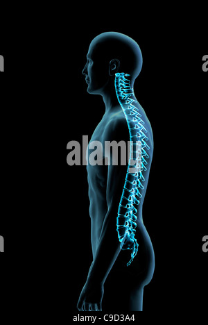 Male spine side view in blue X-ray, Digitally Generated Image by Hank Grebe Stock Photo