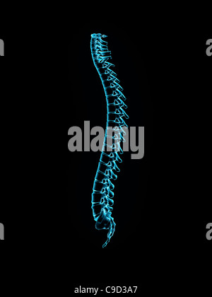 Male spine side view in blue X-ray 2, Digitally Generated Image by Hank Grebe Stock Photo