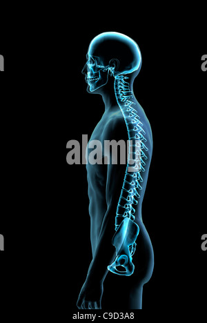 Male spine side view in blue X-ray 3, Digitally Generated Image by Hank Grebe Stock Photo