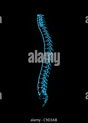 Male spine side view in blue X-ray 3, Digitally Generated Image by Hank Grebe Stock Photo