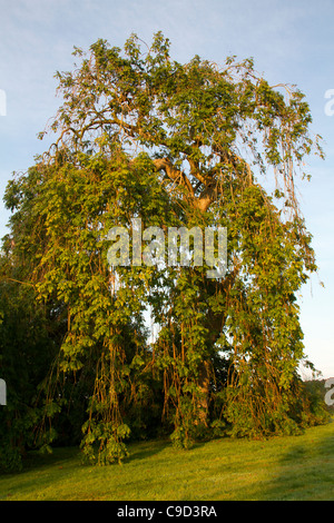 Weeping ash tree, Fraxinus excelsior 'pendula' Stock Photo