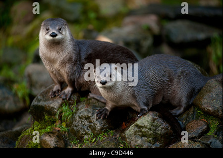 North American River Otters also known as Canadian River Otters at the Scottish Sea Life Centre, Oban,Argyll, Scotland. Stock Photo